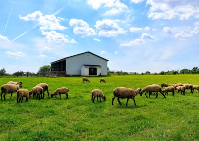 Sheep On A Field At Dunwalke Preserve In Bedminster Sal DiMaggio For MyCentralJersey.Com