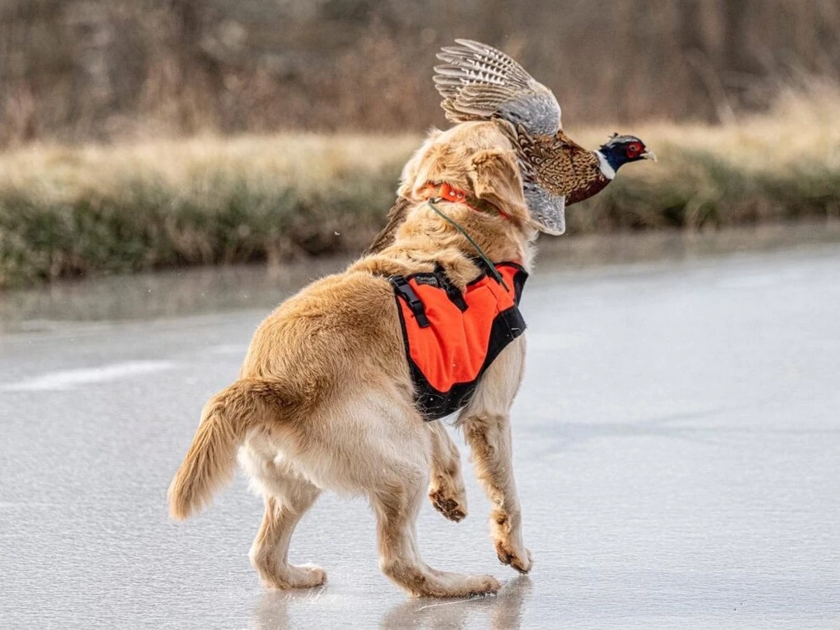 Pheasant Shoots 3 Pheasant Shoots 3